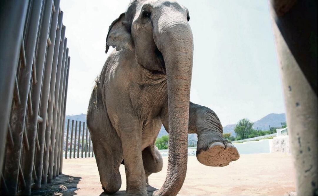 In this EL UNIVERSAL file photo, Benny the elephant is seen at the Ehécatl Ecological Park in the State of Mexico, where he died early Monday morning. 
