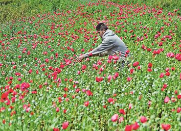 Amapoleros piden a AMLO legalizar cultivos
