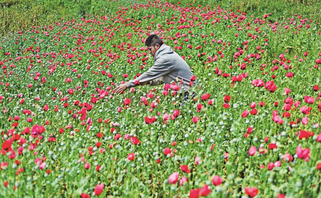 En la región de la Sierra la mitad de sus 100 mil habitantes se dedican al cultivo de la amapola y su economía gira en torno a la venta de goma de opio, pero ésta se encuentra en crisis. Foto: SALVADOR CISNEROS. EL UNIVERSAL