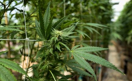 Cosméticos con cannabis: ¿el futuro de los productos de belleza?