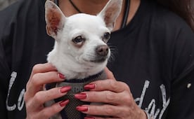Morena propone que mascotas puedan viajar en cabina de pasajeros de aviones; pide terminar con "políticas arbitrarias"