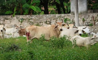 Arranca plan piloto contra el gusano barrenador en Tizimín, Yucatán; confían en ser el primer estado en quedar libre de la plaga