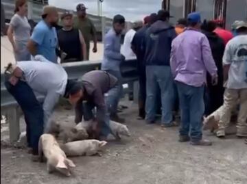 Rapiña de puerquitos tras volcadura de un tráiler en San Luis Potosí