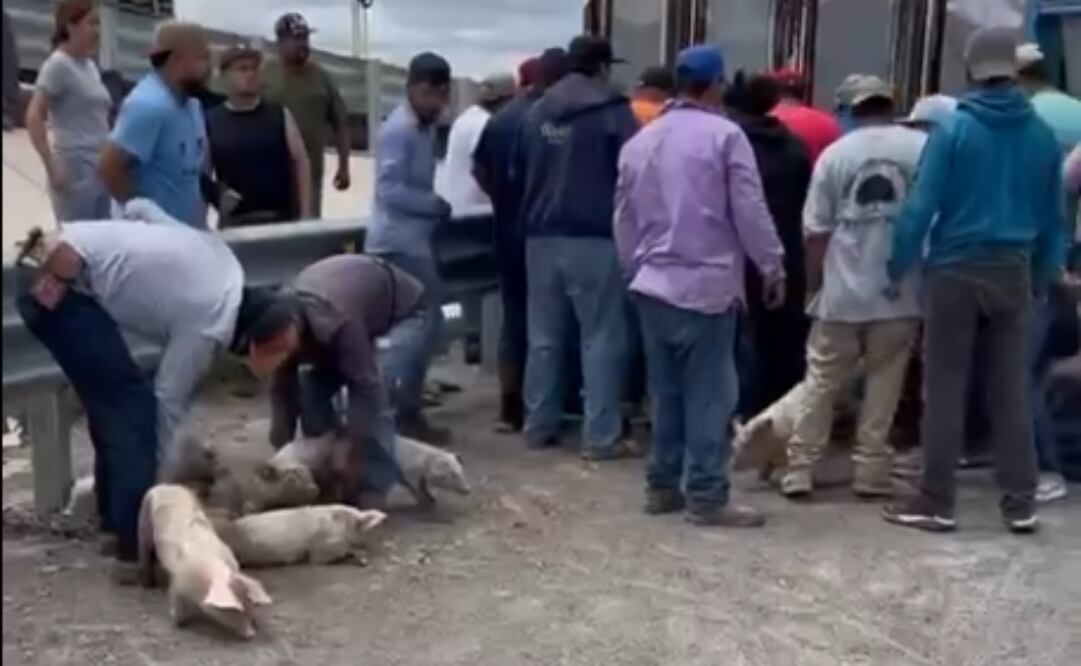 Rapiñan puerquitos tras volcadura de tráiler donde eran transportados en San Luis Potosí (11/09/2025). Foto: Captura de pantalla