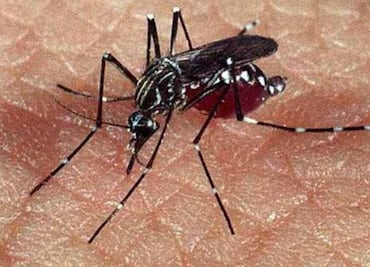 Se disparan 312% casos de dengue y durante ocho meses gobierno no compró insecticida