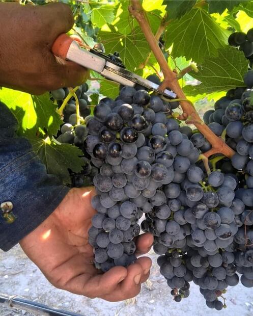 Explora la ruta de vinos en Coahuila 