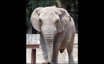 Zoológico de León vive duelo por muerte del elefante africano Davy