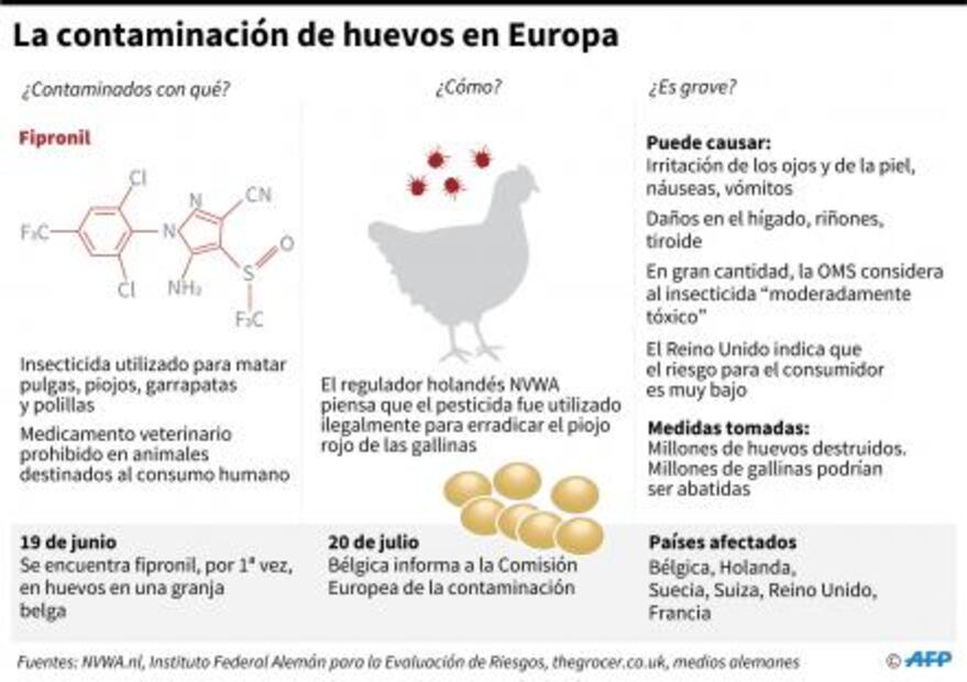 Holanda podría sacrificar a millones de gallinas por contaminación con insecticida