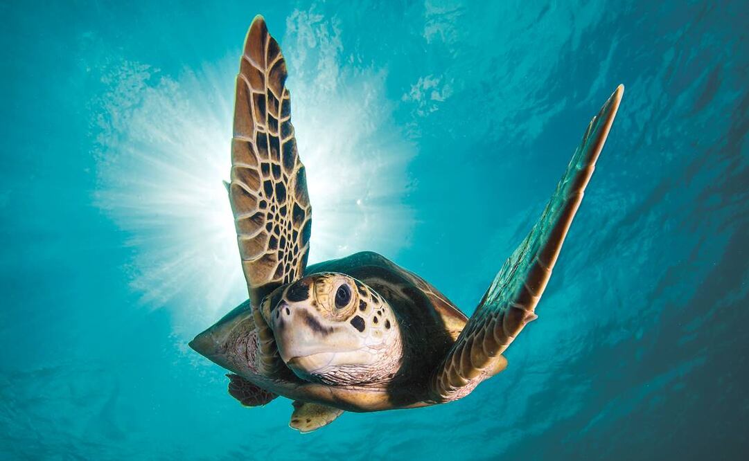 Tortuga caguama. Foto: Archivo/EL UNIVERSAL.