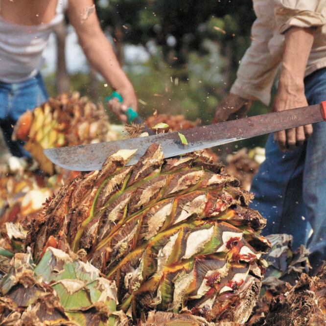La Asociación Nacional de Denominaciones de Origen explicó que las bebidas de agave mexicanas tienen tres valores: la planta de agave, la cultura ancestral en la elaboración de bebidas y el país de procedencia. EDWIN HERNÁNDEZ. EL UNIVERSAL 