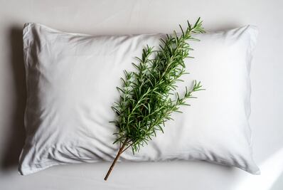 ¿Para qué sirve poner hojas de romero bajo la almohada?; conoce sus sorprendentes beneficios
