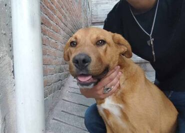 Caso Camila: Rescatan a segundo lomito de mujer linchada en Taxco