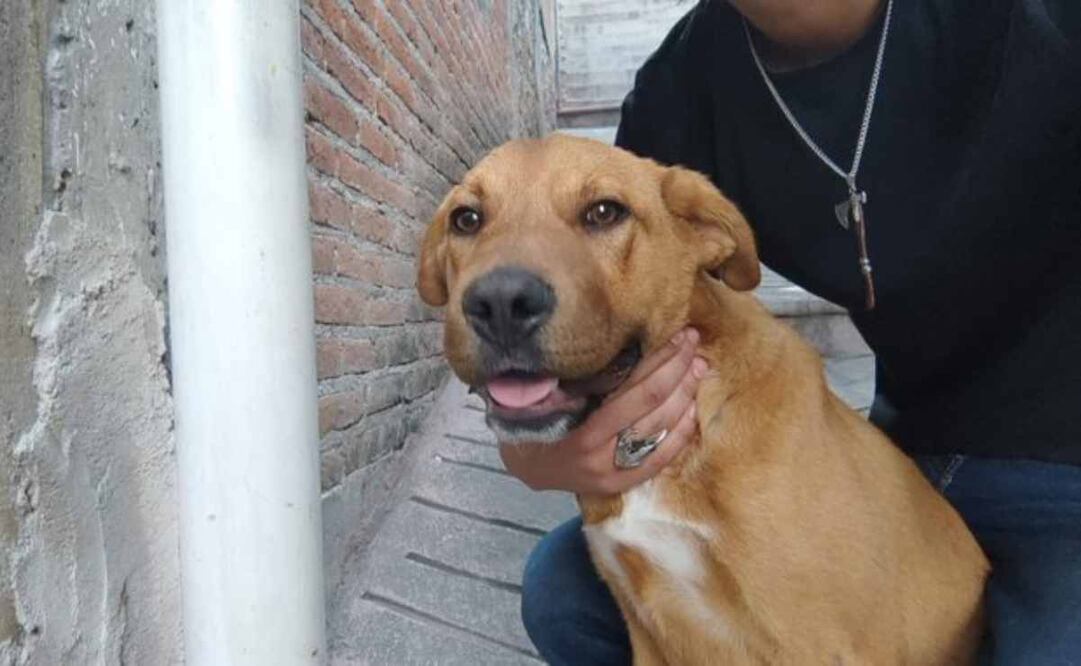 La familia que fue linchada tenía dos animales de compañía, los cuales ya fueron rescatados. Foto: Especial