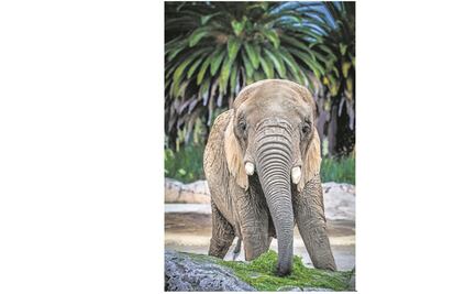 Ely, la elefanta en controversia: “Es soberbia no reconocer que hay maltrato”