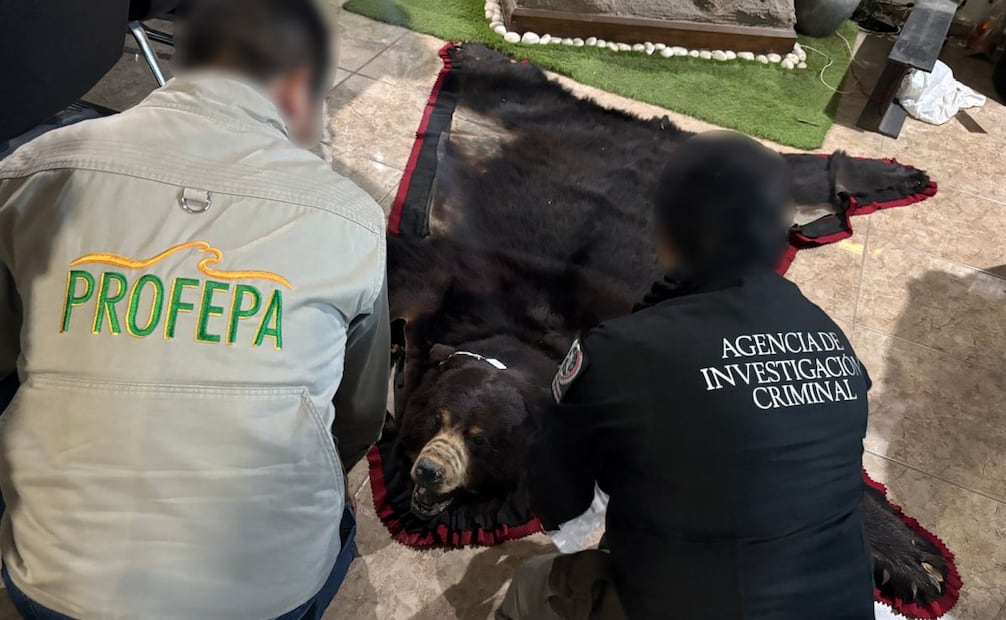Aseguran cinco animales silvestres en predio de San Luis Potosí; Profepa investiga delito contra la biodiversidad.
Foto: Especial.