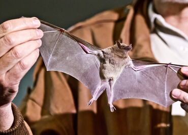 Murciélagos no están vinculados al coronavirus: Expertos de la UNAM