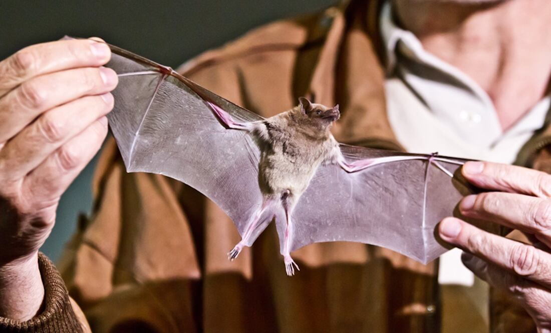 Foto: Archivo. EL UNIVERSAL