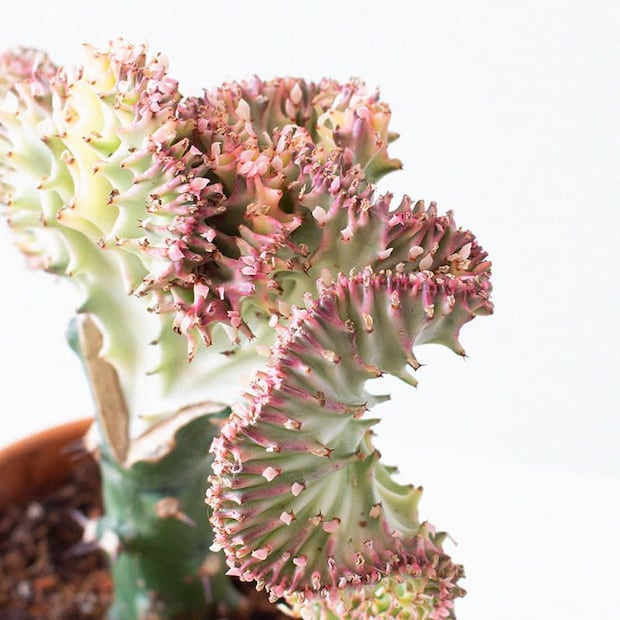 Euphorbia lactea, la planta de interior llamativa y fácil de cuidar. Fuente: Freepik.