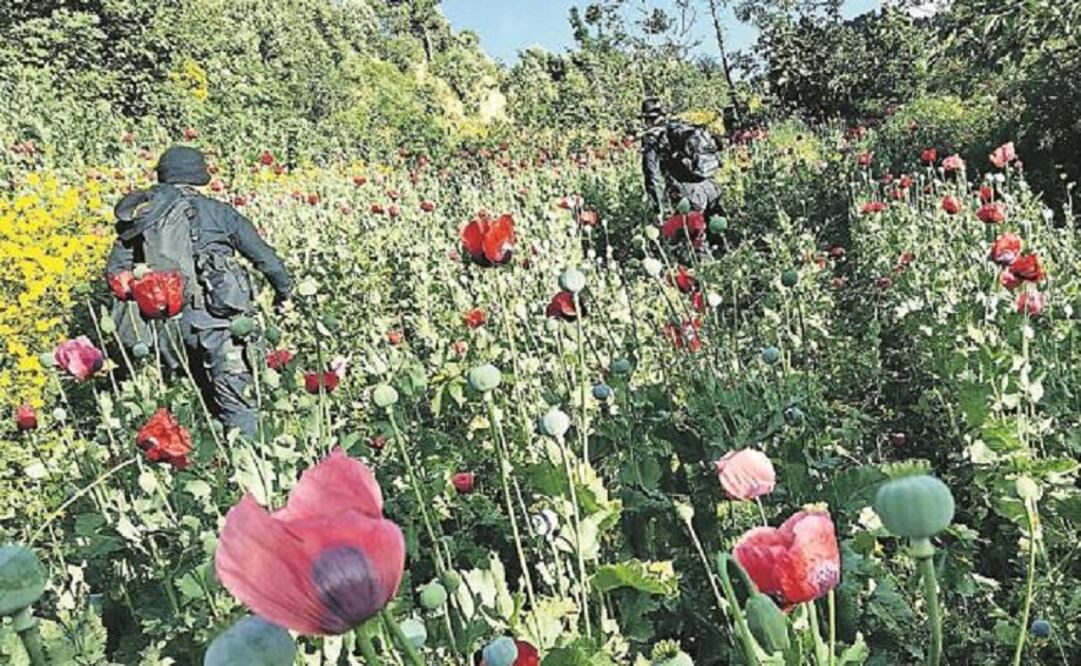 From July 2014 to June 2015, the government of Mexico reported having destroyed 24,729 hectares of poppy plantations. (Photo: Reuters)  