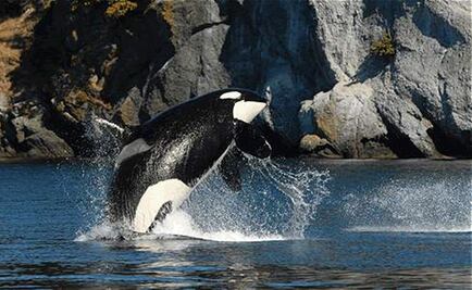 Científicos aseguran que murió Granny, la 'abuelita' de las orcas