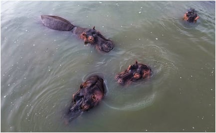 Ordenan caza controlada y esterilización para más de 150 hipopótamos de Pablo Escobar en Colombia 