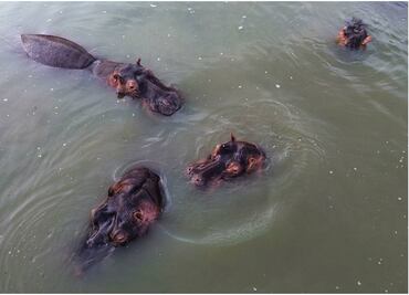 Ordenan caza controlada y esterilización para más de 150 hipopótamos de Pablo Escobar en Colombia