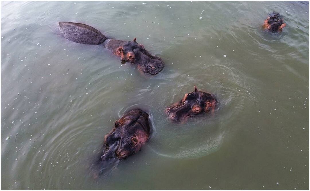 Los hipopótamos son descendientes de mascotas de Pablo Escobar. Foto: Especial