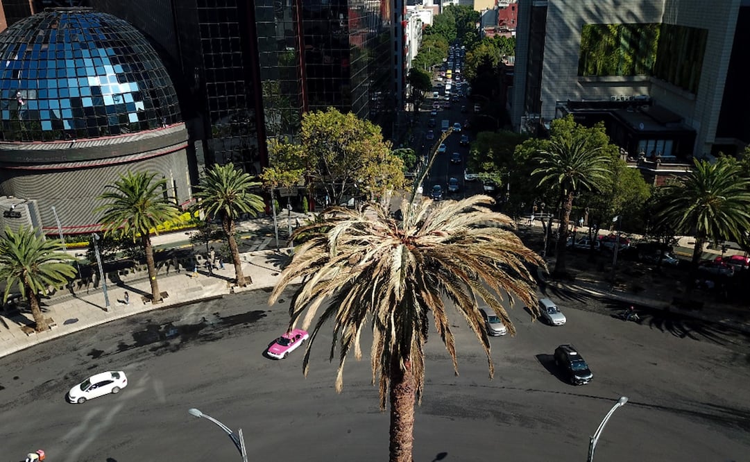 Toma aérea de la palmera de Reforma. Foto: EFE/ Isaac Esquivel