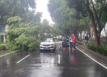 Lluvia y ráfagas de viento tiran árbol de 25 metros de altura en Coyoacán; cae sobre dos vehículos