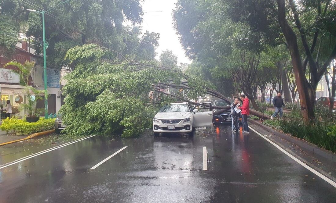 Lluvia y ráfagas de viento provocaron la caída de un árbol de 25 metros de altura sobre dos vehículos. Foto: Especial