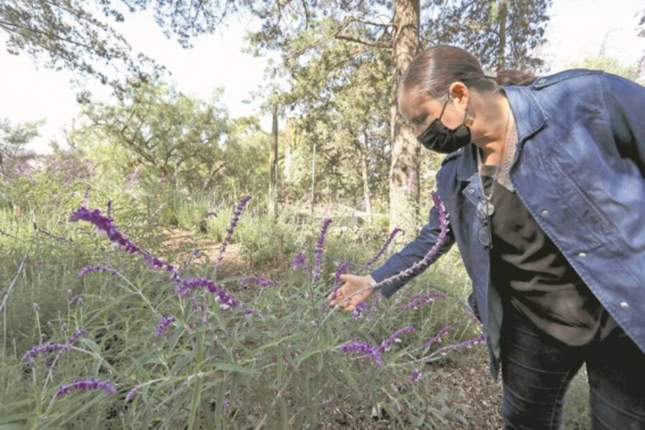 Van por preservar a los polinizadores