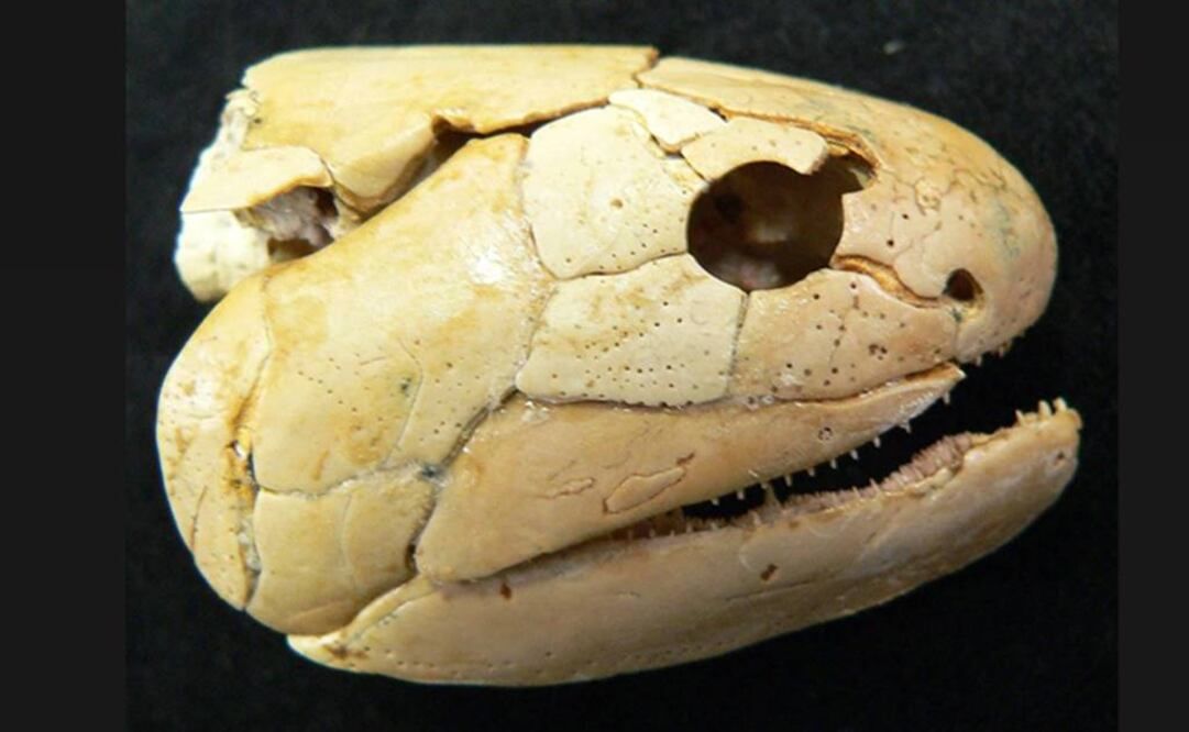 El fósil será exhibido en el Museo Arqueológico de Curumaní. Foto: Archivo