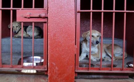 Maltrato animal surge por falta de cultura