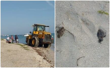 Denuncian que maquinaria pesada mata crías de tortugas en Yucatán