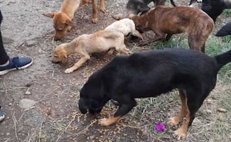 Refugio Franciscano acusa cancelación de visitas a albergues de perros en la GAM; califican acción como falta de respeto