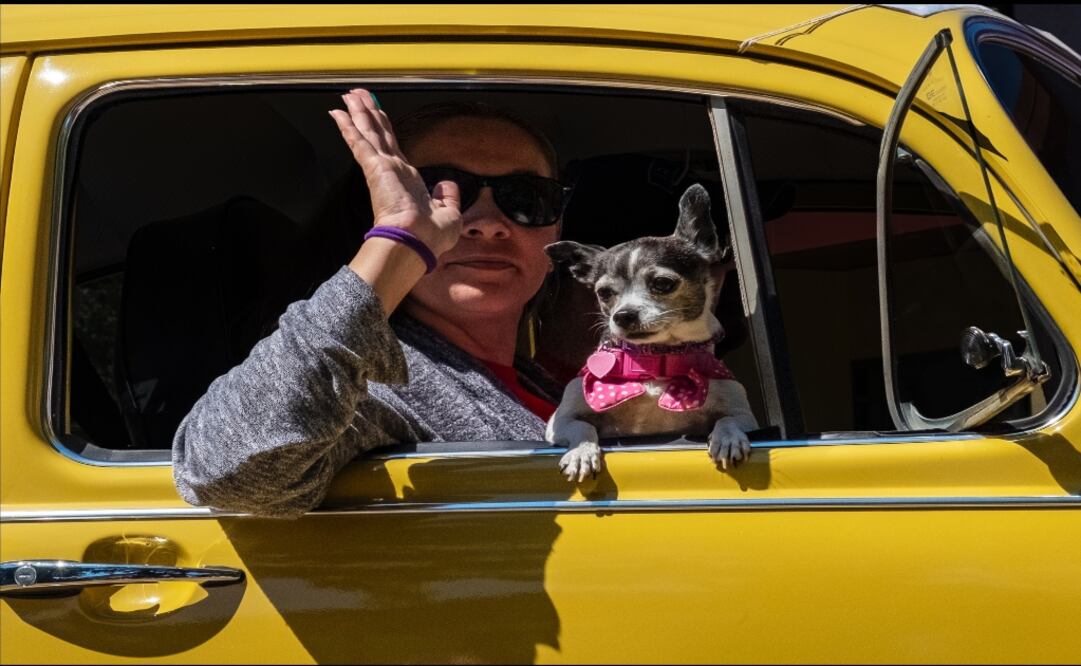 Evita accidentes cuando un perro vaya a bordo de tu automóvil. | Fotos: Unsplash