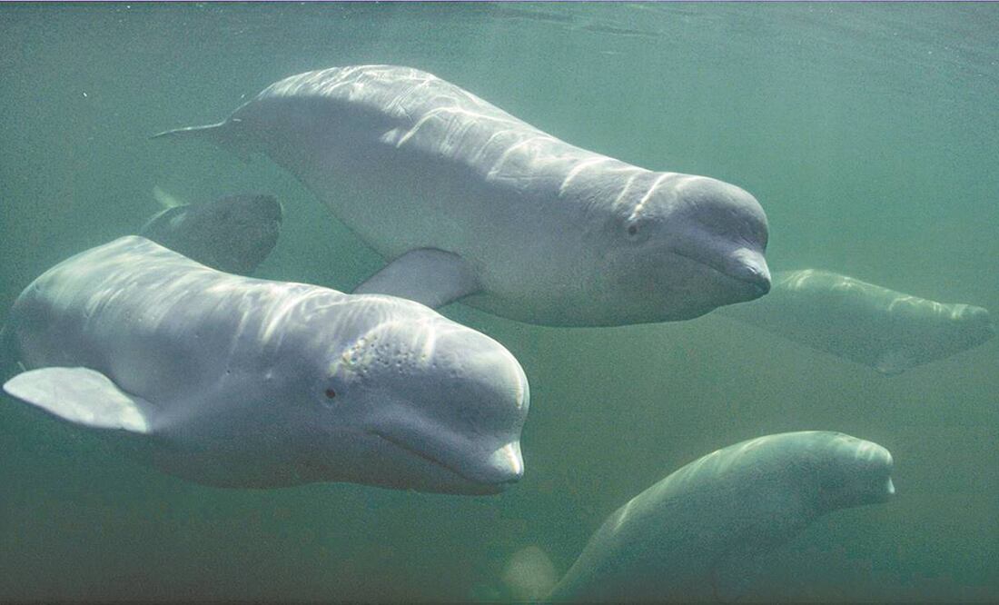 La serie, que estrena en Disney+, retrata las relaciones sociales de las ballenas. Fotos: Disney.