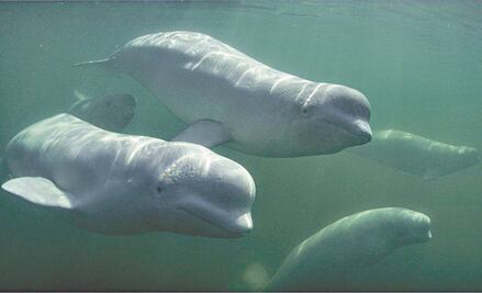 James Cameron devela "Secretos de las ballenas"