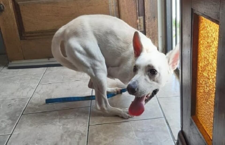 Captan en video a mujer que abandonó a perro discapacitado en Brasil