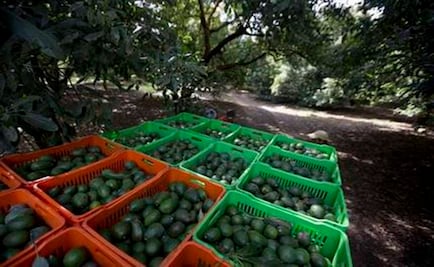 Deforestation for avocados much higher than thought