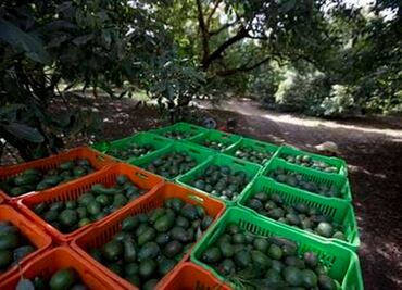 Deforestation for avocados much higher than thought