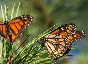 Mariposa monarca entra en la lista roja de especies bajo amenaza de extinción