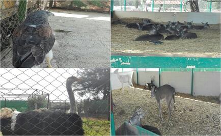 Asegura Profepa 47 ejemplares de vida silvestre en Tláhuac