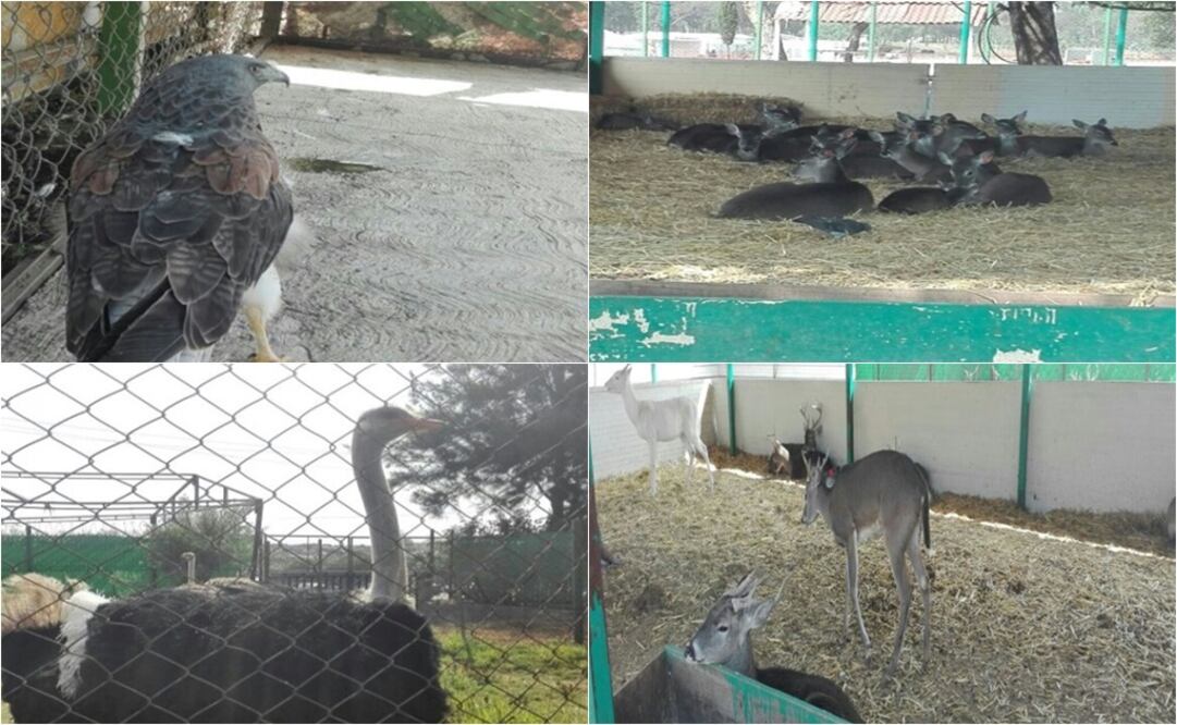 Foto: Cortesía Profepa