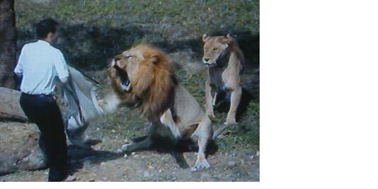  Hombre quiso convertir a dos leones al cristianismo; no salió bien