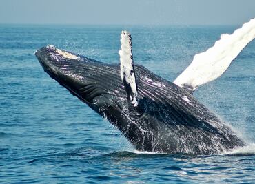 Cuándo es la temporada para ver ballenas en México