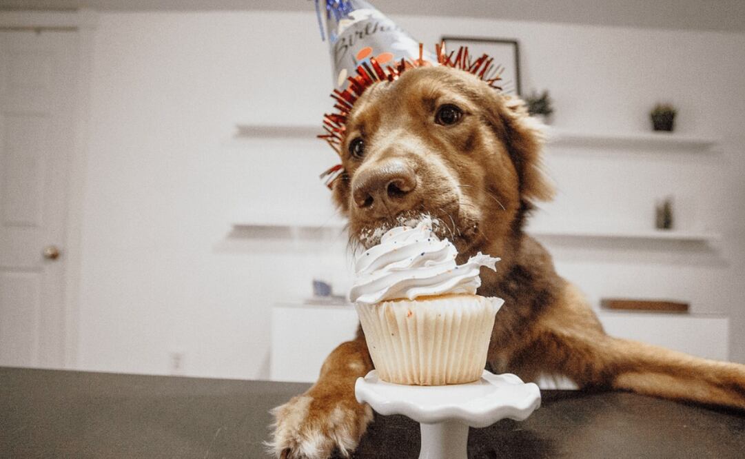 Foto: El Universal, archivo