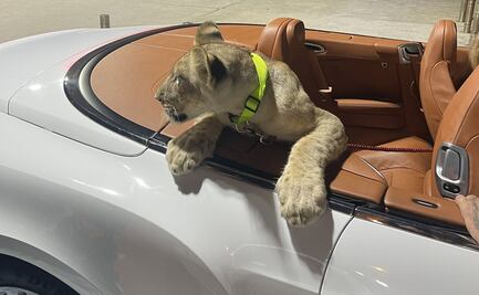 VIDEO: Denuncian a dueños por pasear a un león en un convertible en Tailandia