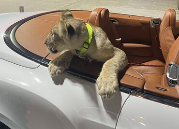 VIDEO: Denuncian a dueños por pasear a un león en un convertible en Tailandia