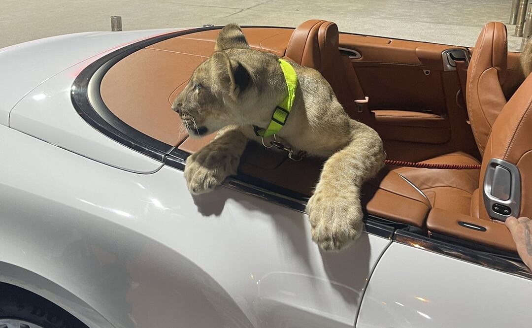 Las autoridades encontraron al león en una jaula en una vivienda alquilada por la pareja en Pattaya. Foto: @NuestroDiario